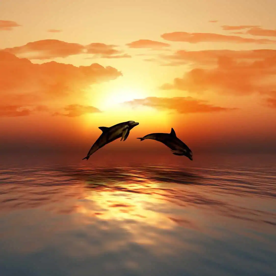 Happy's Watersports Sunset Dolphin Cruise