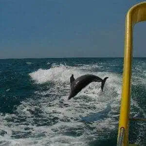 Sea Screamer 4