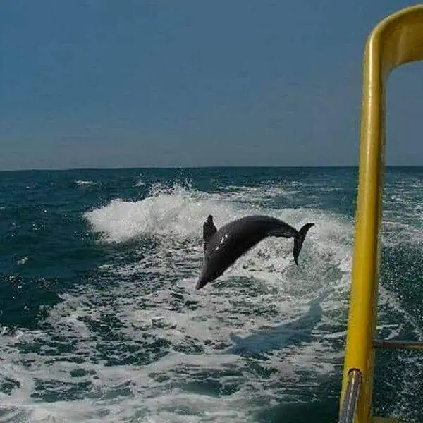 Sea Screamer 4