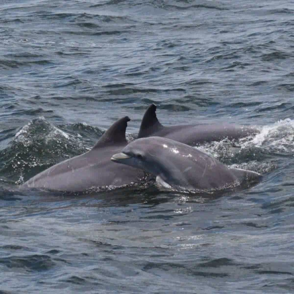 Sea Thunder Dolphin Cruise