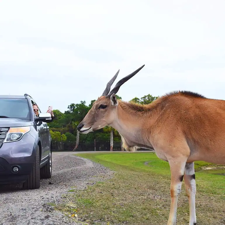 Wild Florida - Drive-Thru Safari