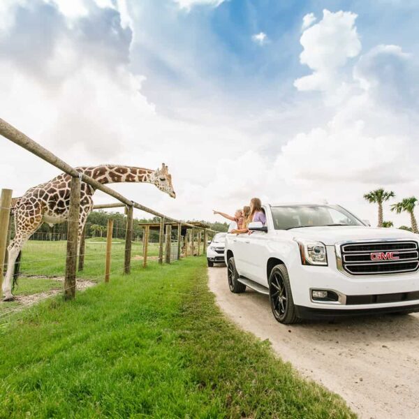 Wild Florida - Drive-Thru Safari
