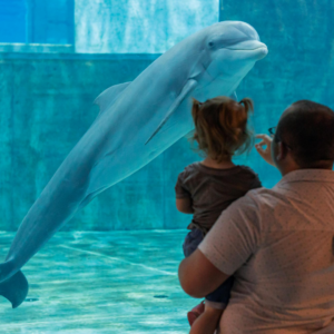 Clearwater Marine Aquarium - Image 4