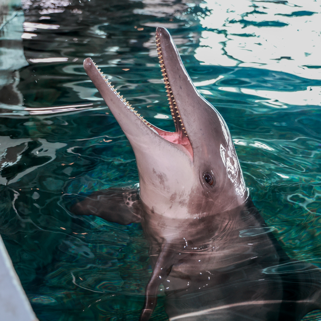 clearwater marine aquarium
