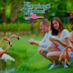 Flamingo Gardens