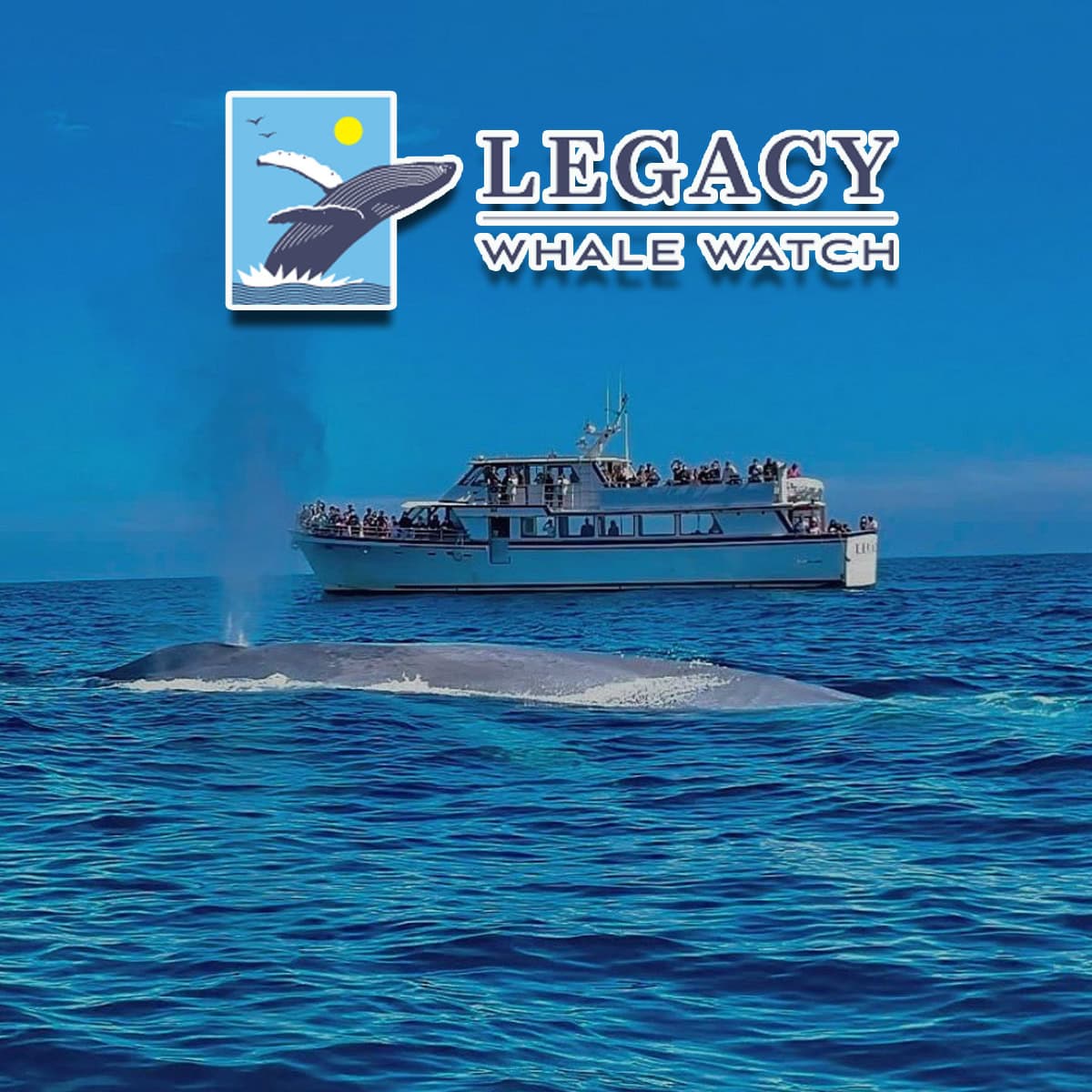 San Diego Legacy Whale Watch