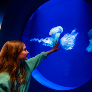 SeaWorld San Diego - Image 4