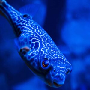 Daytona Aquarium and Rainforest Adventure - Image 2