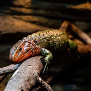 Daytona Aquarium and Rainforest Adventure - Image 4