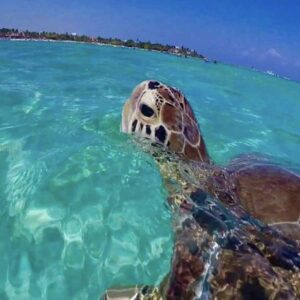 New Horizons & Breakaway Charters – 1/2 Day Snorkel Tour (Midday Snorkel Tour from Margaritaville Resort) - Image 2