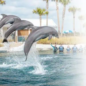 Gulfarium featuring dolphin encounters and educational marine experiences