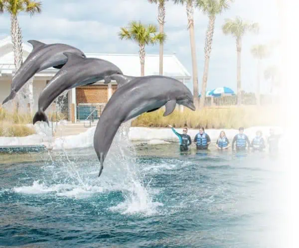 Gulfarium featuring dolphin encounters and educational marine experiences