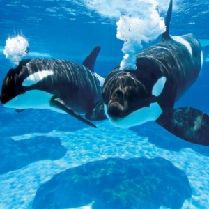 SeaWorld Orlando - Image 3