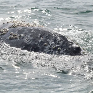 Oceanside Adventures - Image 4