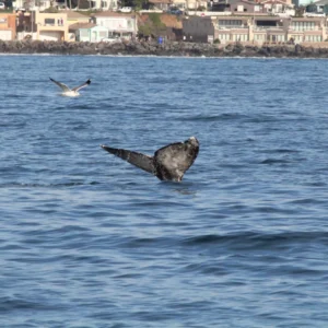 Oceanside Adventures - Image 2