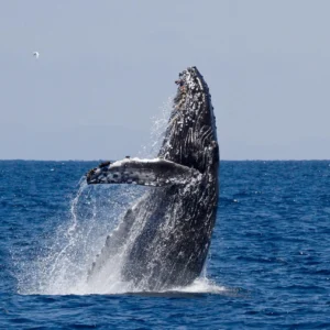 Oceanside Adventures - Image 3
