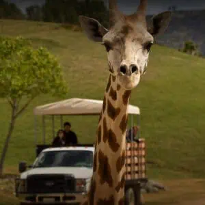 Safari Park - Image 4