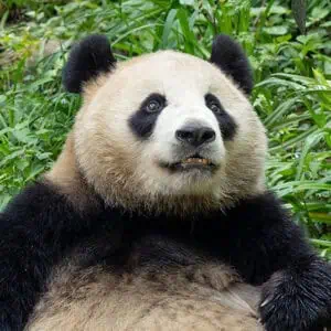 San Diego Zoo - Image 3