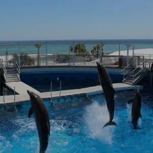 Visitors enjoying marine animal exhibits at Gulfarium Marine Adventure Park