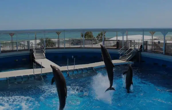 Visitors enjoying marine animal exhibits at Gulfarium Marine Adventure Park