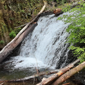 Multnomah Falls Express - Image 2